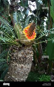 Image result for Encephalartos senticosus