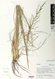 Image result for Eragrostis plana