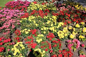 Weitere informationen und fotos zu. Spaziergang 04 07 18 Botanischer Sondergarten Wandsbek Seniorenbeirat Telekom