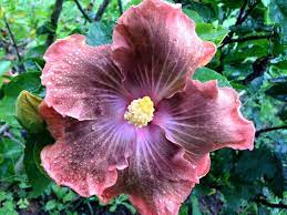 Taiwan Autumn Leaf Plants Hibiscus Flowers