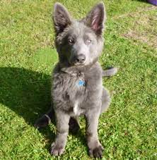 Attention Seeking Behaviors Are Very Much Commona Doga Behavior Problems Nevertheless It Is Natura Shepherd Puppies Blue German Shepherd German Shepherd Dogs