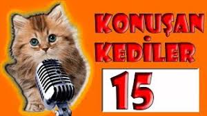 Komik Kediler 15 Konusan Kediler Izle En Komik Kedi Videolari Psg Blog