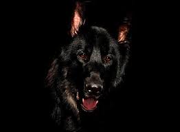 Kopeginiz Oleceginizi Haber Vermeye Calisiyor Olabilir Paranormal Haber
