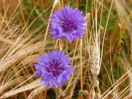 British Wild Flowers British Wild Flowers Flowers Wild Flowers