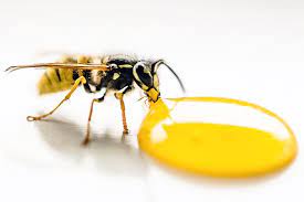 Can A Wasp Kill You Emborahome