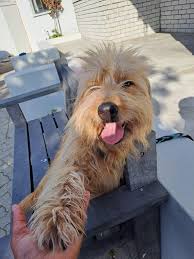 Cinnamon bittern Hooghly, WB Doc. 13.04.19 Dop. 11.05.19