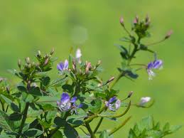 Image result for Cleome rutidosperma