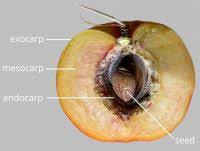 Image result for Dichapetalaceae