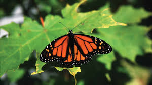 Pictures, migration, life cycle, conservation most monarch butterflies never migrate. New Evidence Emerges On Decline Of Monarch Butterflies
