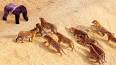 Vídeo para youtube - animais da africa