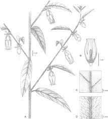 Image result for Astripomoea grantii