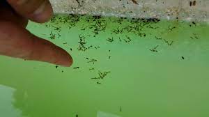 Mosquito's can breed in even the smallest amount of water and hatch adults within 3 days! Mosquito Breeding In Pool Thousands Upon Thousands Youtube