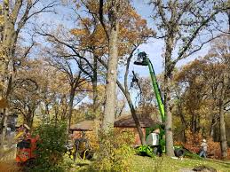 Certainly the cost factor, be it tree relocating, transplanting, tree cutting, trimming care, disease injections, tree stump removal and/or pruning can easily add up. Princeton Tree Removal Services