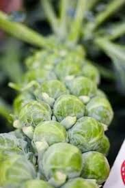 Guide To Growing Brussel Sprouts Brussel Sprouts Sprouts Veggie Garden