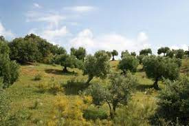 The best plants for erosion control are those ground covers or shrubs that are vigorous, attractive, and have a root system effective at holding back soil on a hill. Olive Tree Hillside Free Stock Photos Rgbstock Free Stock Images Micromoth June 24 2011 23