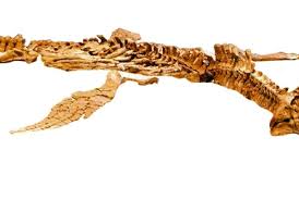 Image result for Hypuronector