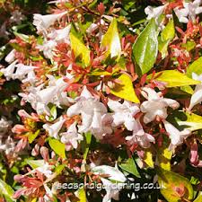 Choosing flowering shrubs for your garden can feel overwhelming, especially if you're new to gardening. Abelia How To Plant Grow And Care For Shrubs