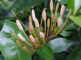 Image result for Ixora seretii