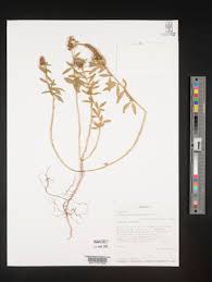 Image result for Crotalaria argyrolobioides