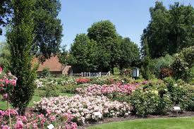 Von Rosen Blaubeeren Und Der Maas Ein Kleines Sommermarchen In Limburg Vielweib On Tour Blaubeeren Beeren Rosen