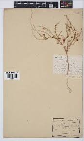 Image result for Crotalaria pisicarpa