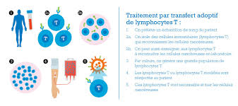 Chez l'homme, l'immunité adaptative après infection par un coronavirus est assez variable : L Immunotherapie Nouveau Domaine Prometteur Dans Le Traitement Du Cancer Societe Canadienne Du Cancer
