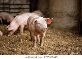 2,749 Pig Sty Royalty-Free Images ...