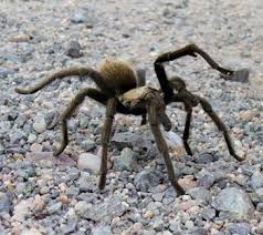 Big Black And White Spider Texas Texas Tan Tarantula Pet Spider Tarantula Only In Texas