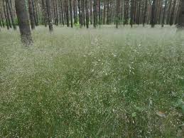 Image result for Avenella