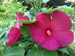 Perennial Hibiscus From Home Depot Chicago Zone As Big As My Face Urban Garden Patio Landscaping Perennials