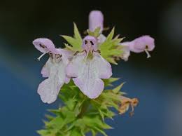 Image result for Stachys didymantha