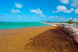 A 5,000 Mile Wide Mass Of Sargassum Seaweed Heading For Caribbean - The St  Kitts Nevis Observer
