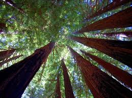 Check spelling or type a new query. Redwood Trees Wallpapers Free For Android Apk Download