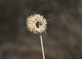 Image result for Ctenium concinnum