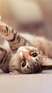 We've gathered more than 5 million images uploaded by our users and sorted them by the most popular ones. Cat Hd Iphone Wallpapers Wallpaper Cave