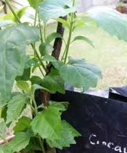 Image result for Platostoma