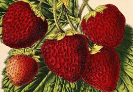 Find the world top ten strawberry producing countries video featuring countries by most strawberry production. The 18th Century Spy Who Gave Us Big Strawberries Gastro Obscura
