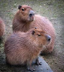 Does Anyone Else Think Capybaras Are Adorable Capybara Cute Animals Animals
