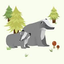 Wildlife Illustrations — Emma Preston-Steed