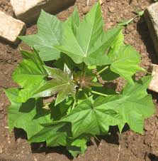 Image result for Jatropha curcas