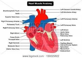 Human Heart Muscle Anatomy Infographic Chart Figure With All