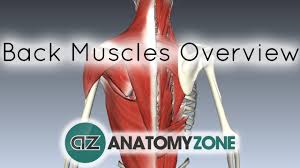 Model of the human body showing trapezius muscle. Back Muscles In A Nutshell Anatomy Tutorial Youtube