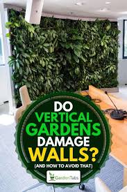 The plants can grow in soil, in a substrate, along a trellis, or hydroponically in water. Do Vertical Gardens Damage Walls And How To Avoid That Garden Tabs