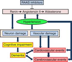 When renal blood flow is reduced. Renin Angiotensin Aldosterone System Has A Pivotal Role In Cognitive Impairment Hypertension Research
