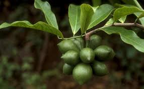 Image result for Artabotrys hexapetalus