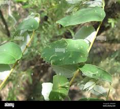 Image result for Grewia monticola