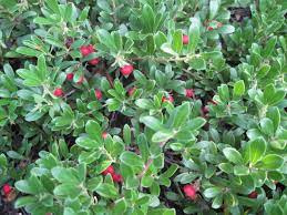Check out tripadvisor members' 2,490 candid photos and videos of landmarks, hotels, and attractions in evergreen. Evergreen Shrubs Phelan Gardens