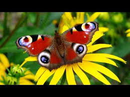 Eyes On Butterfly Wings Hd1080p Youtube Butterflies are a natural monophyletic group, often given the suborder rhopalocera, which includes papilionoidea (true butterflies), hesperiidae (skippers), and hedylidae (butterfly moths). eyes on butterfly wings hd1080p