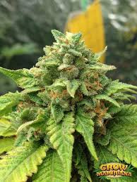 Cherry Pie Seeds Strain Review Grow Marijuana Com