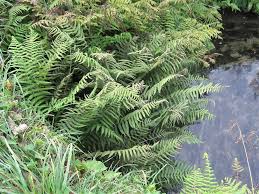 Image result for Christella dentata